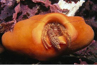 《守望先锋2》新英雄“命梭”官方操作简化方案下周上线