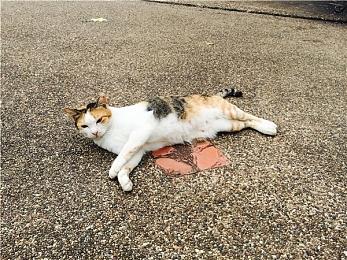 国风肉鸽新锐《长安：石之舞》今日开启Steam公测，揭秘